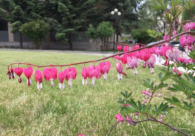 树荫下养点花,这4种花都耐阴,开花也超美