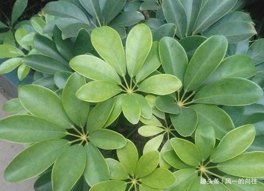 二手烟|这三种花堪称二手烟天敌,家里养一盆废气全没了,从此健康无忧