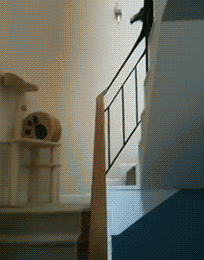 |搞笑GIF:孩子有时候都比大人懂事,共享单车可不是给某个人的