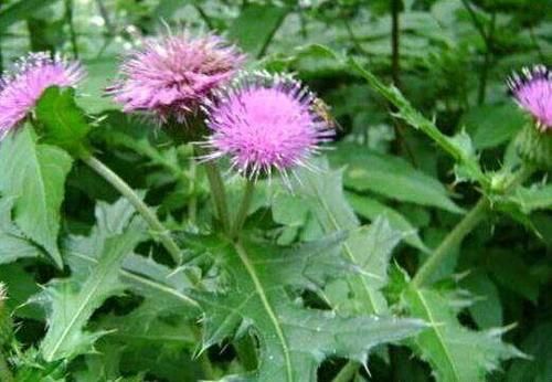 叶子长有针刺，嫩苗却是超级野菜，口感相当好，春天记得挖