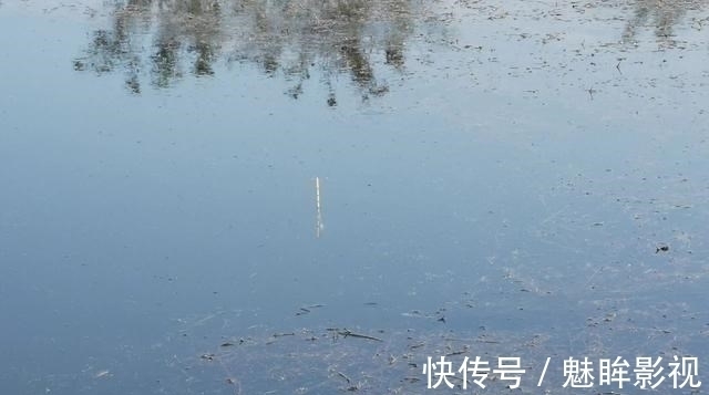 鲫鱼|都知道钓鲫鱼要找水草,但很多人忽略了第二步,难怪不上鱼!