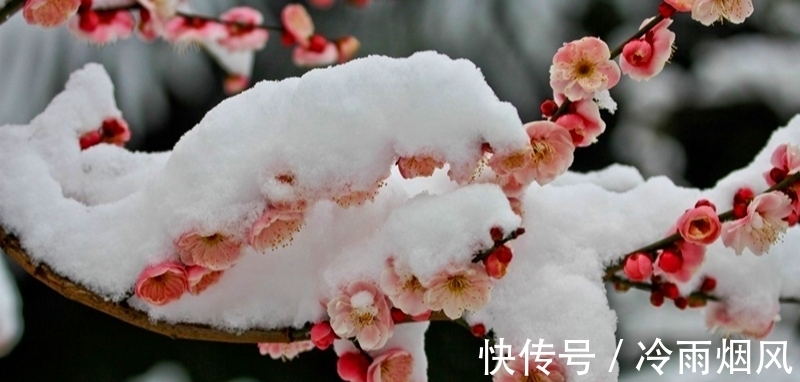 飞雪!落尽琼花天不惜,封它梅蕊玉无香—赏诗中的飞雪窥诗人心境的悲凉