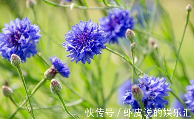 养花试试这几款，漂亮的花，看上去很清凉，超美