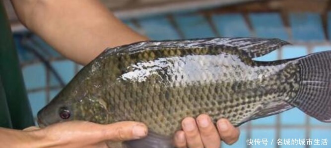 干净|才发现刮鱼鳞这么简单,只需一个塑料袋,快速又干净,一秒光溜溜