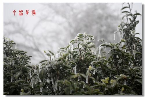 铅山|铅山葛仙山白雪皑皑，犹如冰雪童话世界