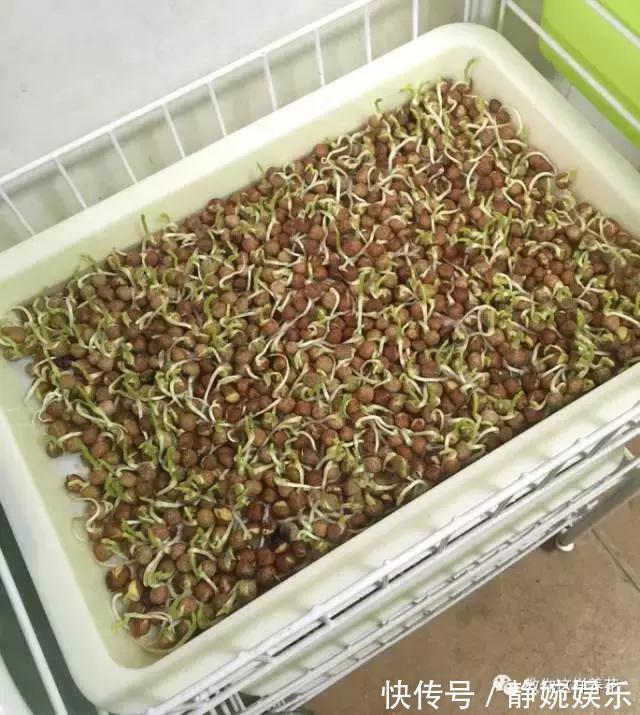 学会纸上种菜,在家就能做菜农,青菜不用买!
