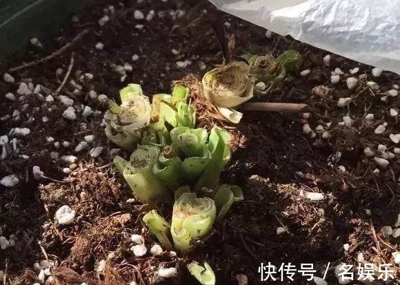 8种花现在赶紧剪，剃光头撸光叶，越狠越爆盆