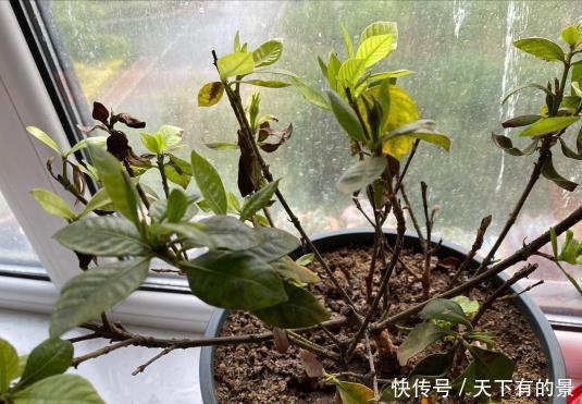 修剪|栀子花养了好几年，就是不开花，4个错误，看你占几个