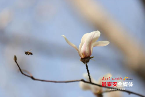 春意盎然风景好 玉兰花开正当时