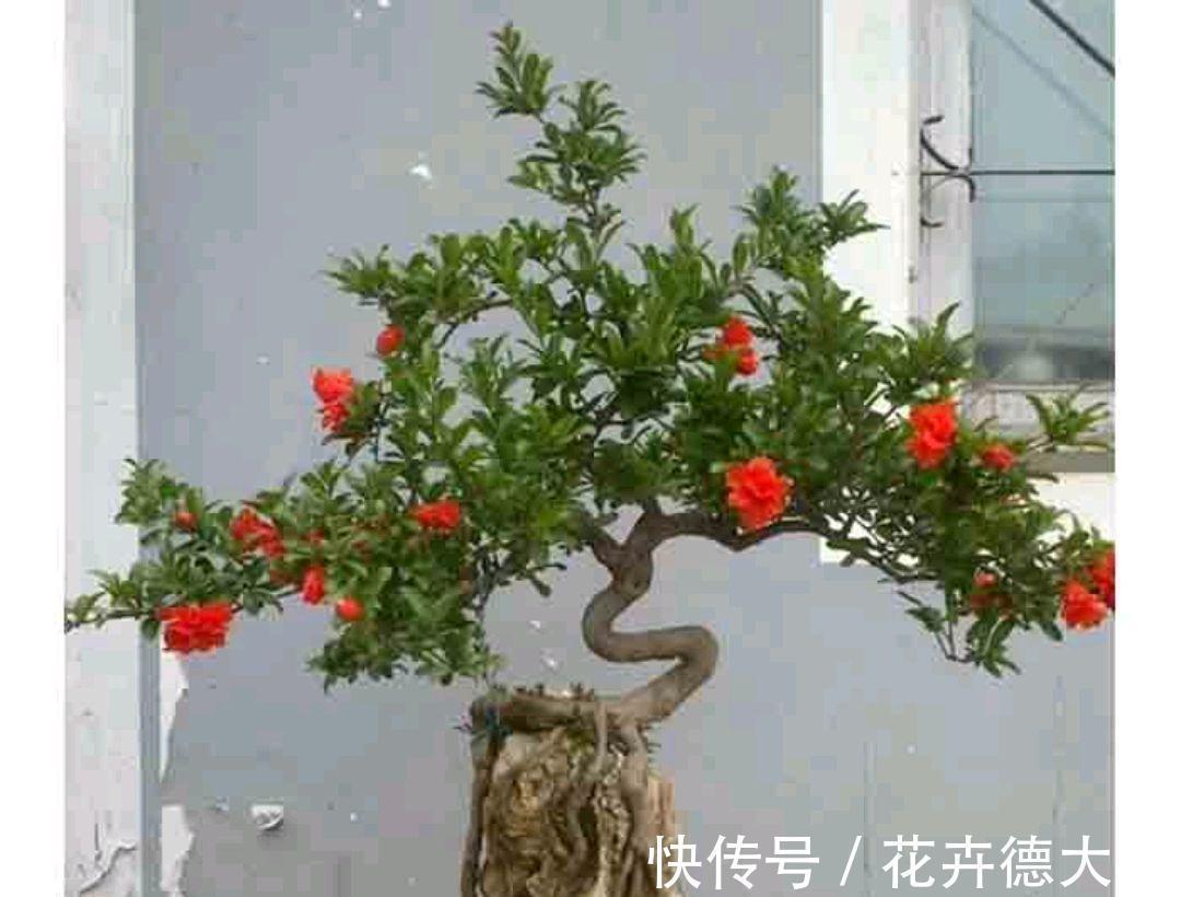 4种“盆景桩”,品位高大上,懒人花剪一剪,价格翻几倍