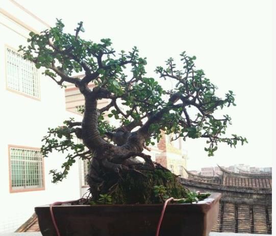 养马齿苋树|马齿苋树太廉价一根枝条,一碗汤,长成老桩,变“万元盆景”