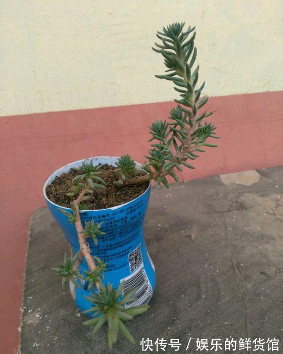 多肉长残的照片,看一次笑一次,根治各种抑郁