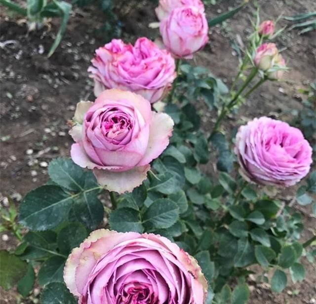 关于月季的浇水问题，“靠人不如靠自己”，收获直接经验