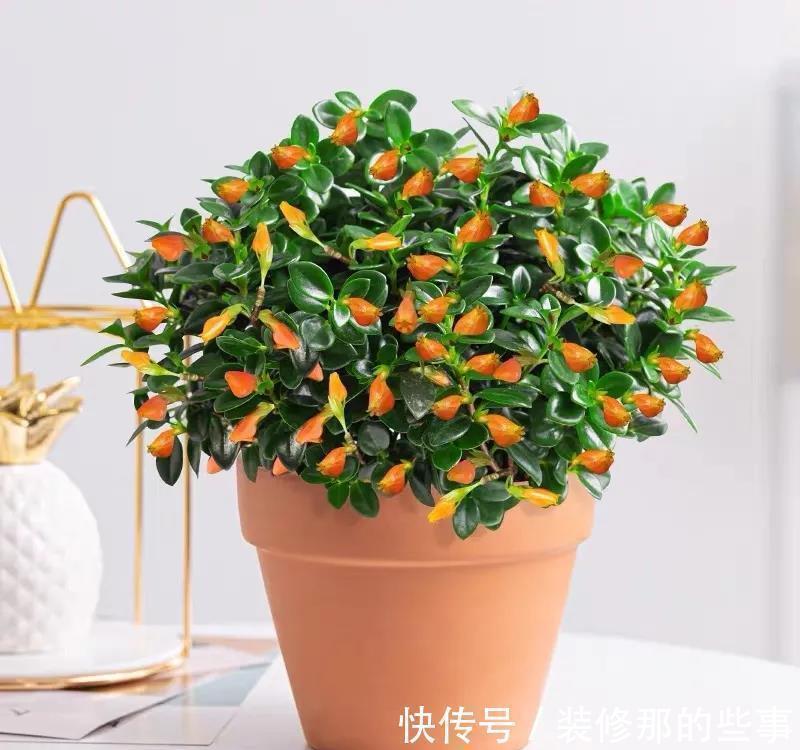 风水学|命里“多金”的5种花,寓意好又贵气,家里养一盆,带来好运气