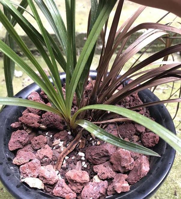 困恼盆栽兰花遭遇茎腐病这样预防、治疗,新手都能分分钟搞定