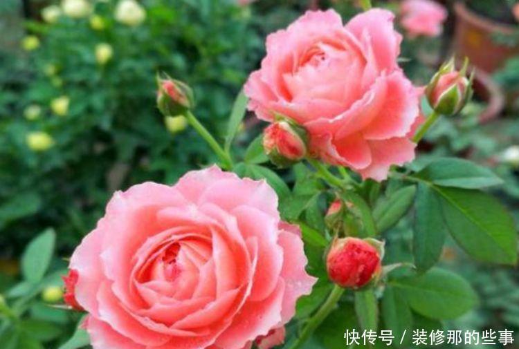 家里就养4种花,耐旱又耐晒,年年开花不断,美!