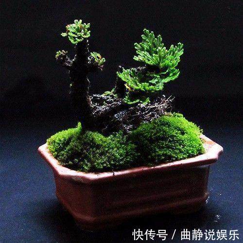 泡水|干枯的九死还魂草泡水里,又活了,这你都养不活就真的啥也别养了