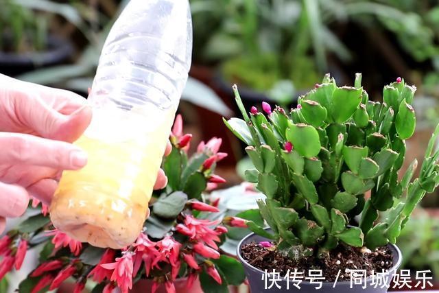 10月养蟹爪兰只要做好“小细节”，不掉花苞，越开越水灵