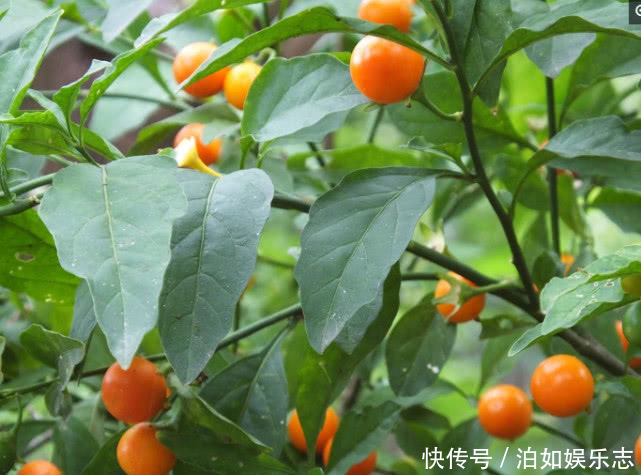 美女|5种懒人花卉,耐旱耐晒,越不管长得越好,盆栽轻松长爆盆!