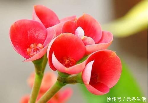 花花瓣|养此4种花，插枝就能活，养护容易，全年开花，室内也能种