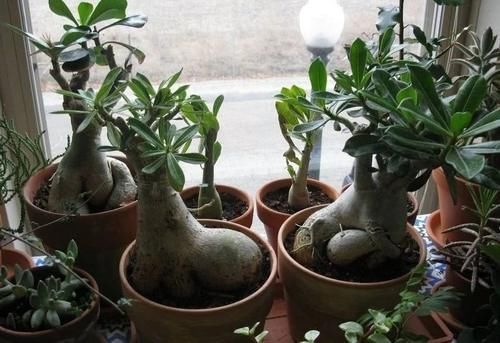 旺盛|沙漠玫瑰叶子长得旺盛还不开花，选好时机修剪，第二年有花看