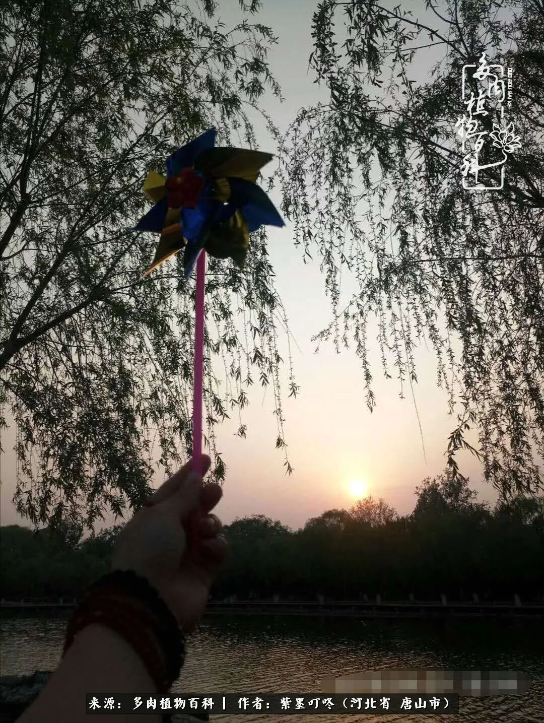 疗愈|从平凡中寻找美感,从噪杂中寻找宁静——多肉给予我的心灵疗愈!