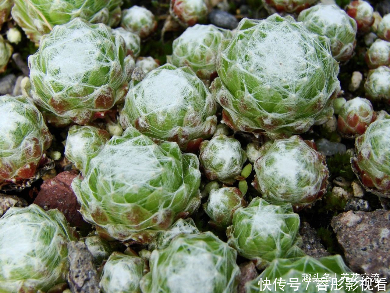 常年“爆崽”的长生草多肉，原来是开完花就挂，你能将它养好么？