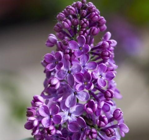 家里“3种花”不能见光，放暗处“摆好”，叶片油亮、花儿开得旺