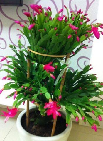 叶子|张大妈养蟹爪兰,只摆“这里”,再喂点“它”,叶子利如“刀”!