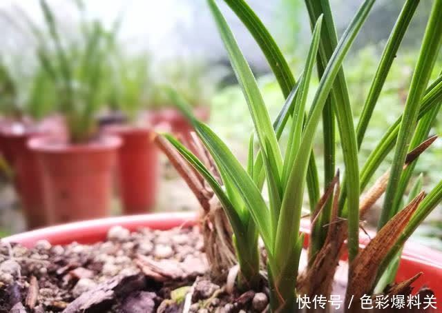 老农|兰花到底是先生根?还是先发芽?看看老农怎么说