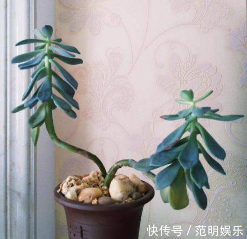 养盆多肉,光长叶子“不长肉”,咔嚓剪一刀,圆了“老桩”梦