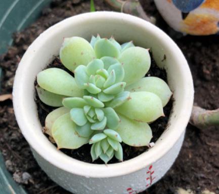 浇水|最难养的9种多肉，生病了难“医治”，新手轻易别碰