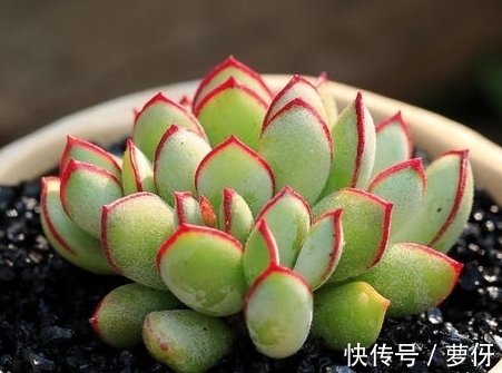 唐印唐印|网友推荐,最好养的多肉,你觉得靠谱吗