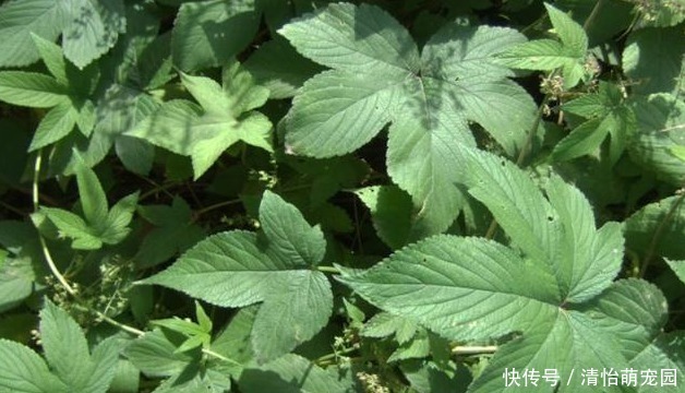 葎草|农村地里一种常见野草,是治“皮肤瘙痒”的好药,一涂很快就见效