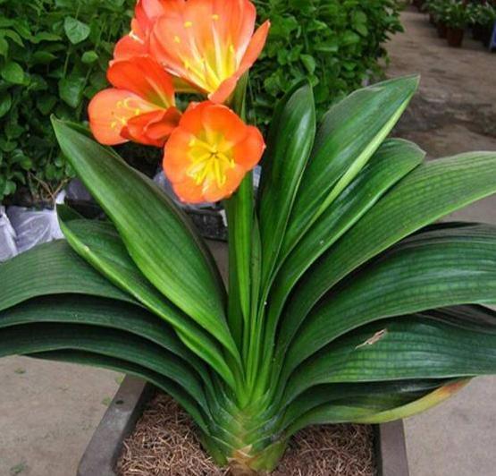 叶子|养殖君子兰该如何补充养分3种东西,让它嗖嗖地开花、疯长