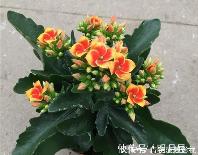 11、12月，长寿花蟹爪兰容易饿，7天喂1次，花苞挤着长