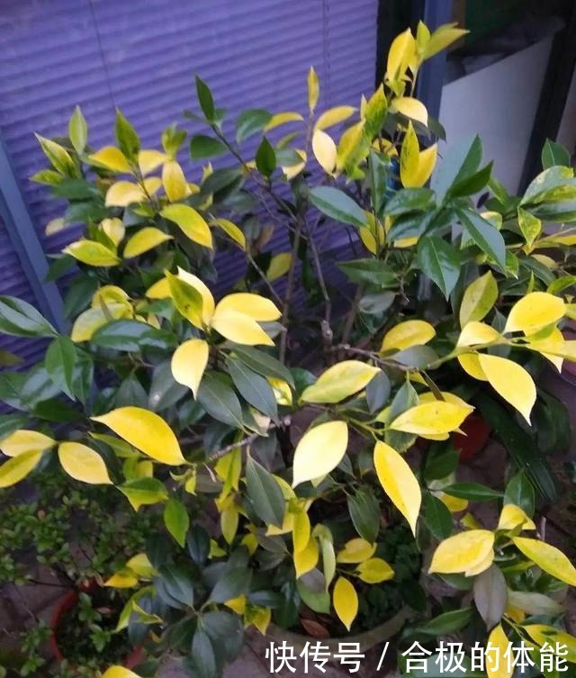 6种花爱吃醋,隔段时间喂口醋,叶子绿油油!