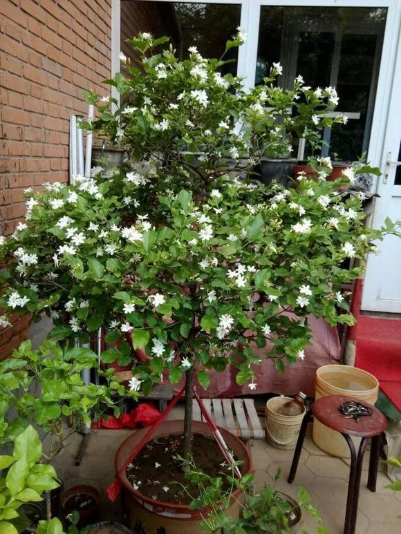 挂果|家里养盆“杀菌”花，精神轻松又清香，老中医经常养，错不了