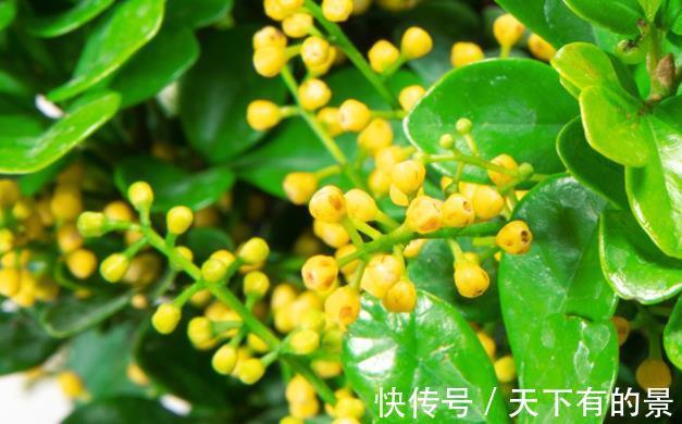 黄叶|米兰花夏季不好养,黄叶还掉花苞,是3点没做好,及时改变