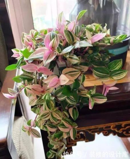 彩叶芋|3种高颜值观叶植物,叶片比花还美,皮实好养上档次