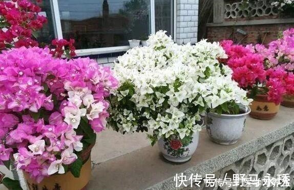 种树|什么长寿花、富贵竹都不如养这“4种树”，寓意吉祥，越养越值钱！