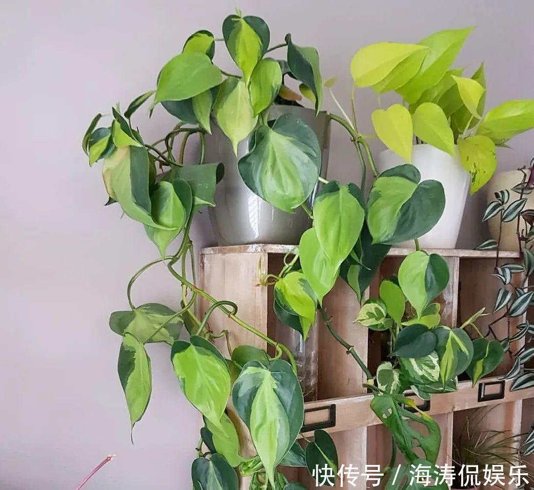 绿萝、吊兰变异了这些品种，你未必都见过！