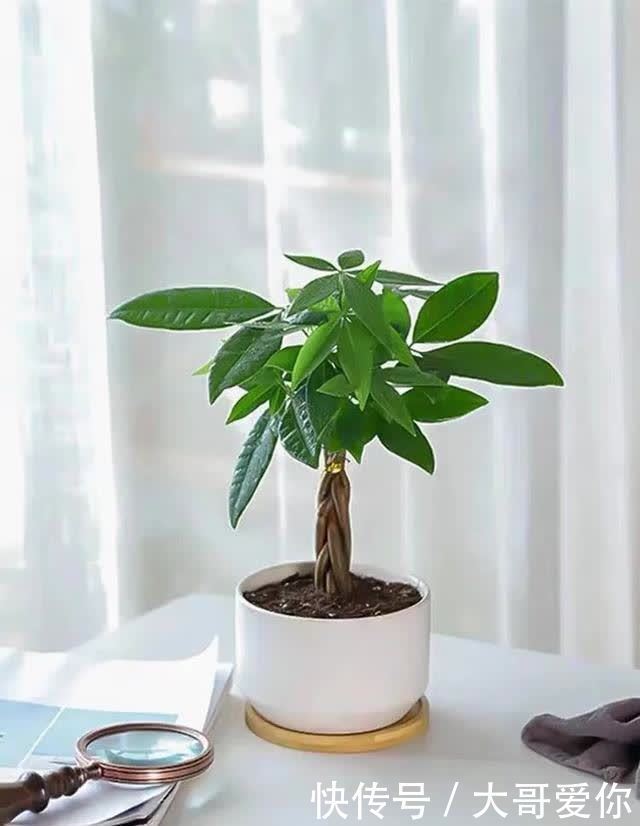 夏天养发财树,记住四个“不”,叶子绿油油的,越养越招财