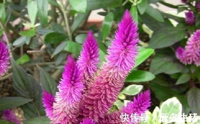 农村|农村经常见到的这种野草,却有大功效,遇见了一定要手下留情