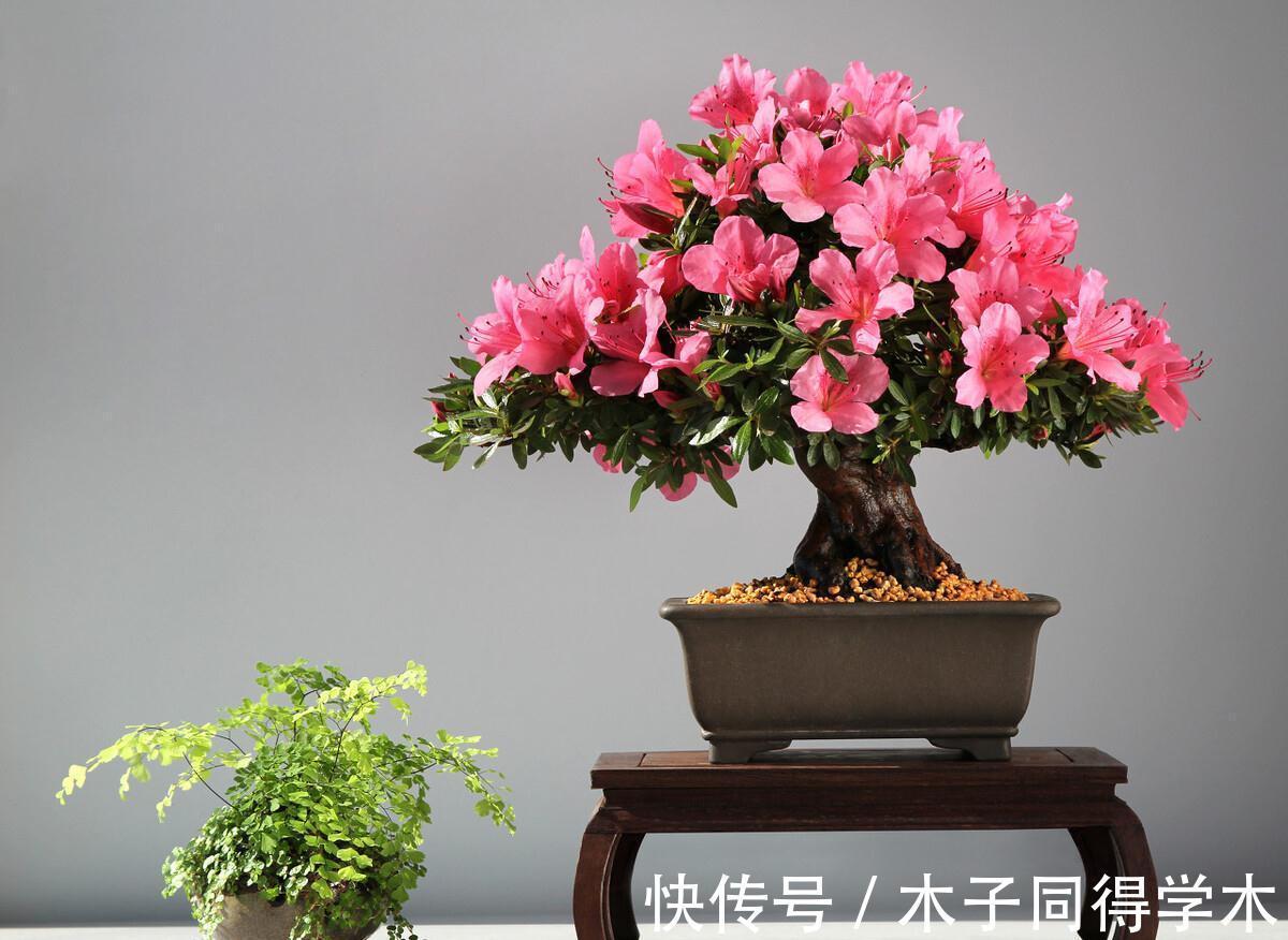 兰花|5种“长命花”，富贵又吉利，越养越值钱，赶紧养一盆做传家宝