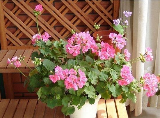 随便扔土壤里就能生长的花卉!给一点花肥就能养成“花球”!好看