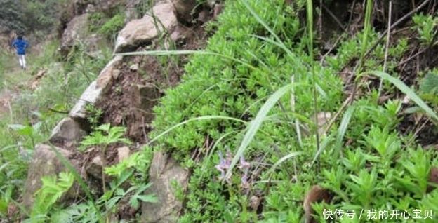 它是如此的珍贵,若长在你家路旁,赶紧移栽家中,小心被别人挖走
