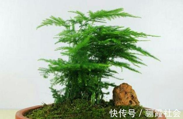 文竹养不好,是因为有“4怕”,不及时纠正,叶片就会发黄