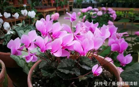 3种花适合阳台养,株形不大开花多,漂亮更好养,美爆阳台成花园