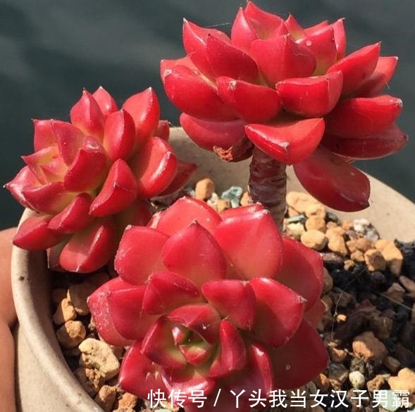 原来可以把蒂亚“虐”这么红,4点掌握了,你养的蒂亚一样红!